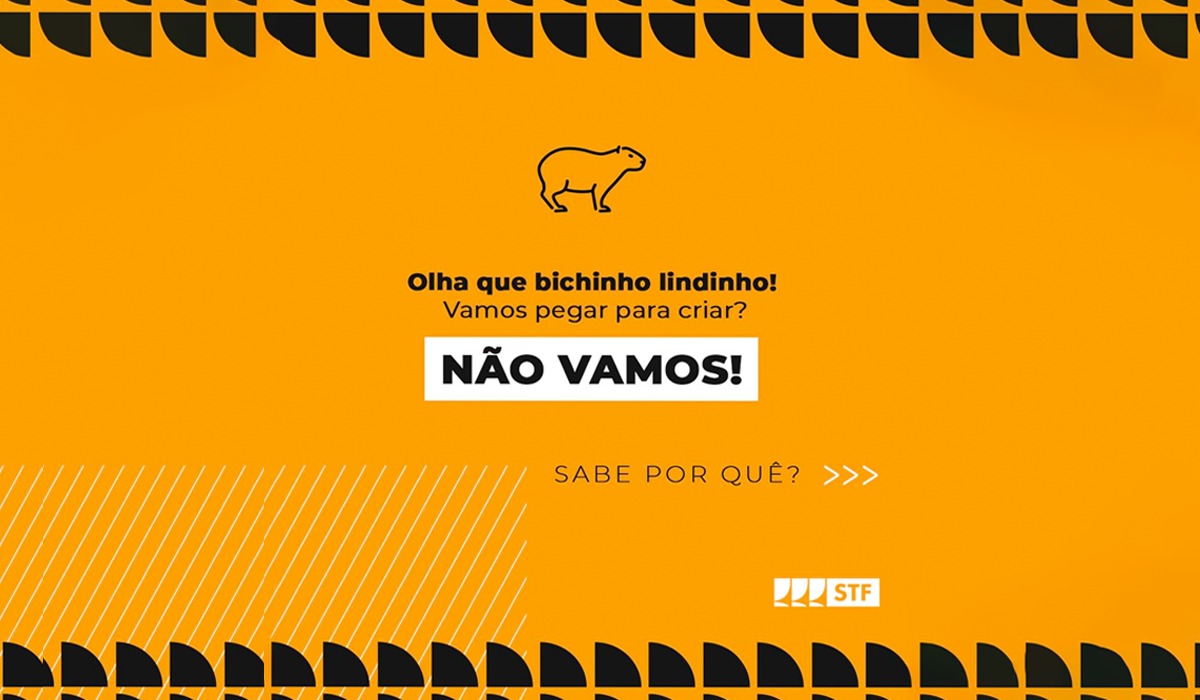 Por meio do Instagram, o STF fez uma publicação sobre o combate ao tráfico de animais e aos maus-tratos, utilizando a imagem de uma capivara