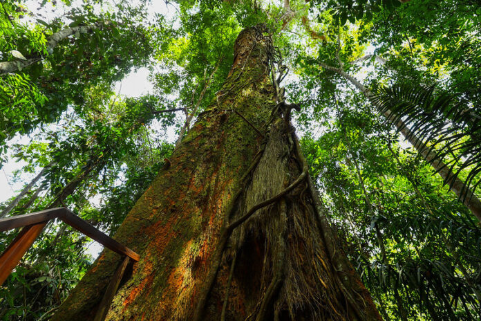 Os recursos foram usados para financiar projetos de gestão ambiental que visam combater o desmatamento, queimadas ilegais e fomentar a bioeconomia na região.