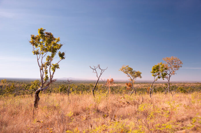 Em 2023, o desmatamento na Amazônia caiu em 50%. Em oposição, o Cerrado registrou aumento de 43% para 2023.