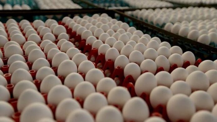 Com a produção de 520.956 ovos de galinha em 2023, o Amazonas perdeu a liderança na produção do alimento no Norte do país.